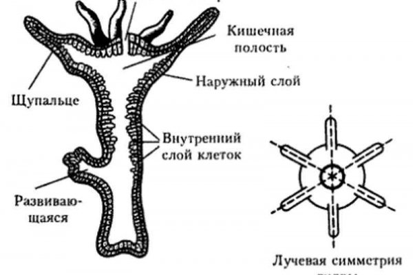 Рабочий сайт kraken